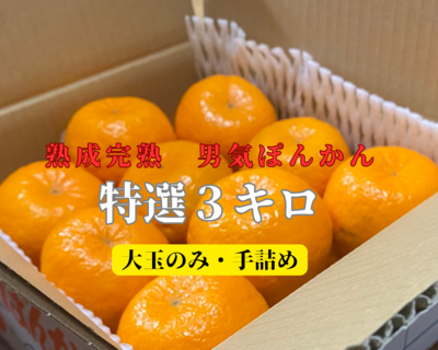 熊本県天草市において、西南暖地であるぽんかんの栽培に適した天草ぽん